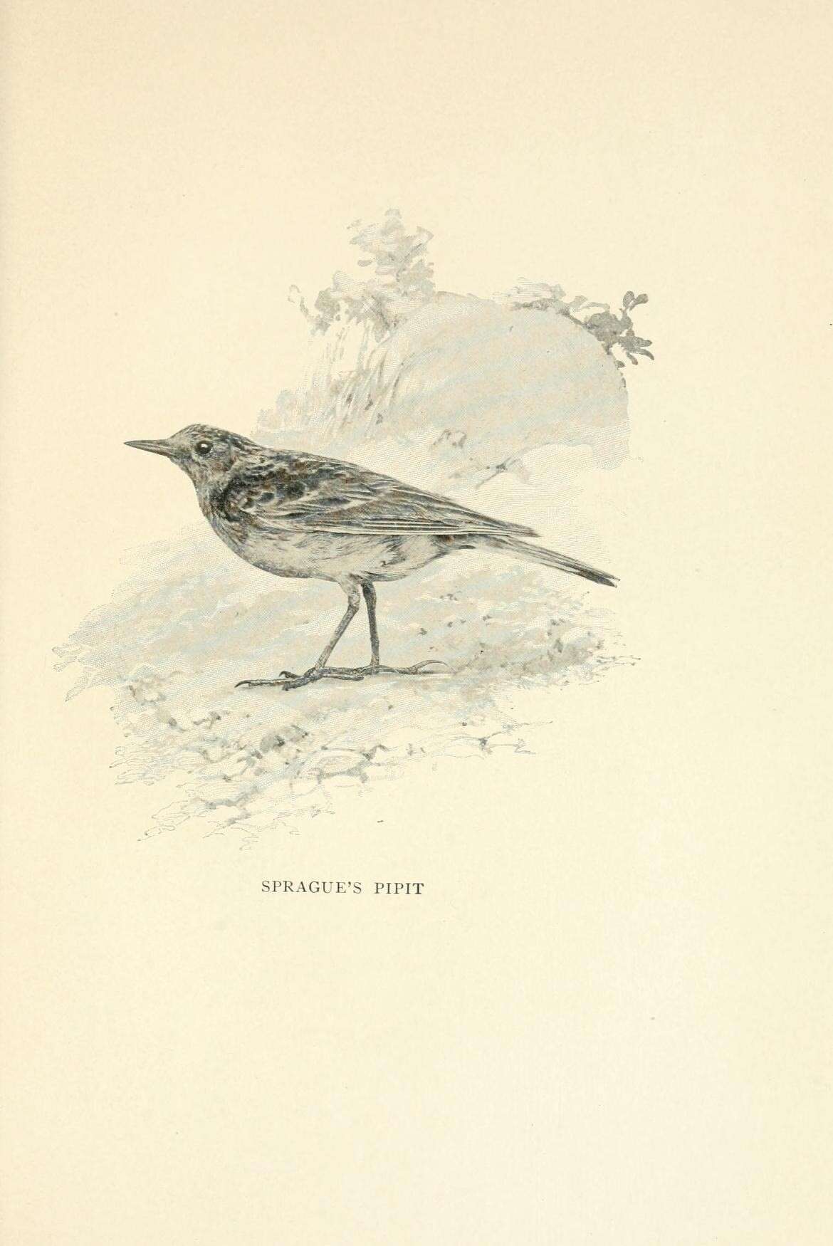 Image of Sprague's pipit