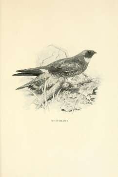 Image of Chordeiles Swainson 1832