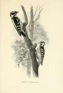 صورة Dryobates pubescens (Linnaeus 1766)