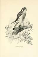 Image of American Kestrel