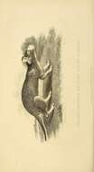 Sivun Echimyinae Gray 1825 kuva