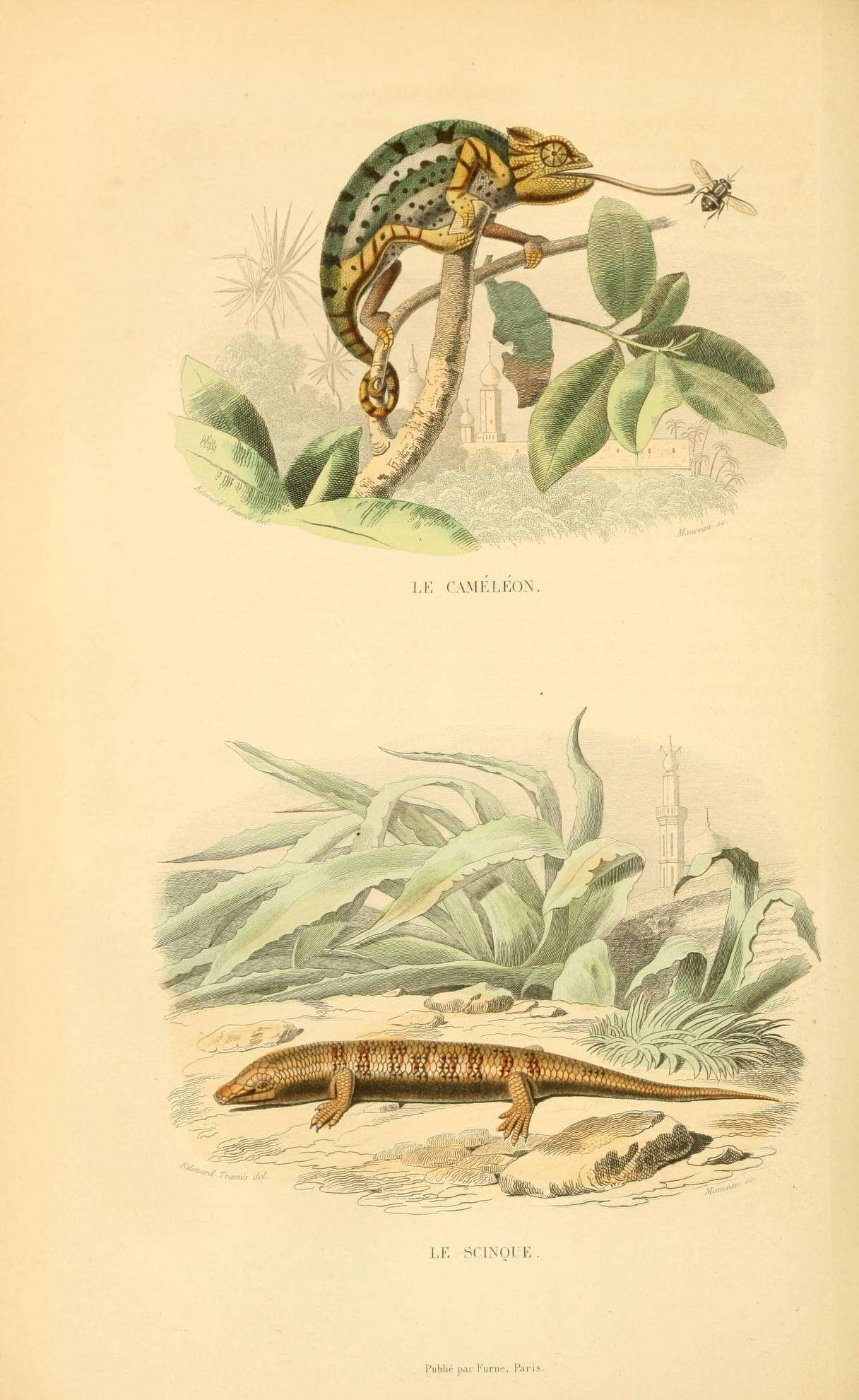 Image of African Chameleon