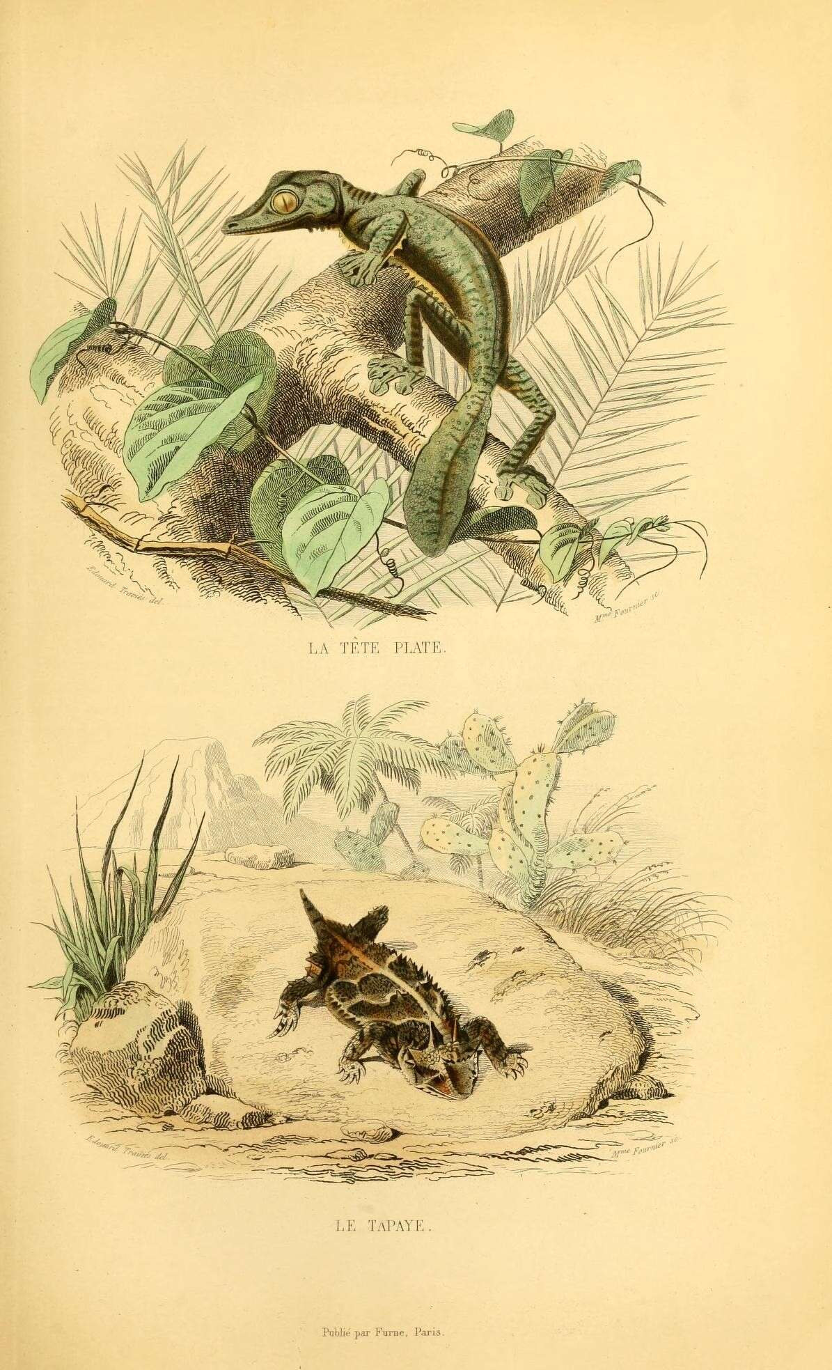 Uroplatus fimbriatus (Schneider 1797) resmi