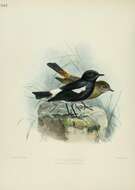 Image of Pied Bush Chat