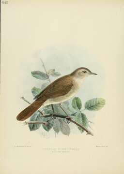 Image of nightingale, common nightingale