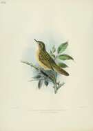 Image of Common Grasshopper Warbler