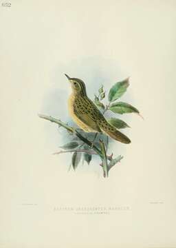 Image of Common Grasshopper Warbler