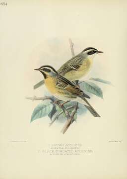 Image of Brown Accentor