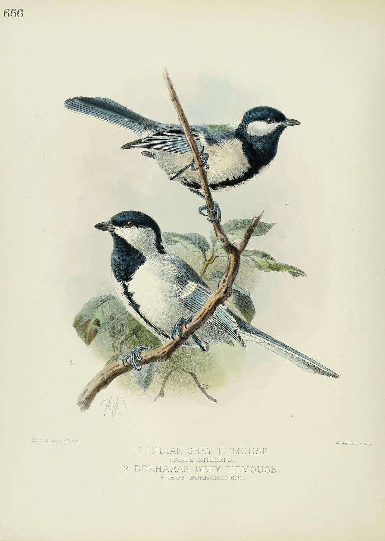 Image of Cinereous Tit