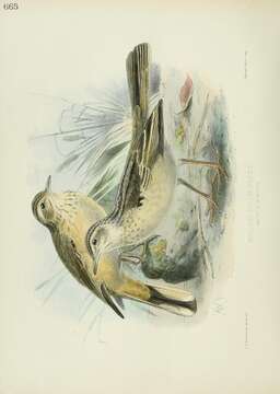 Image of Long-billed Pipit