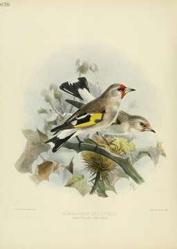 Image of European Goldfinch