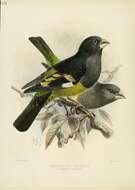 Image of White-winged Grosbeak