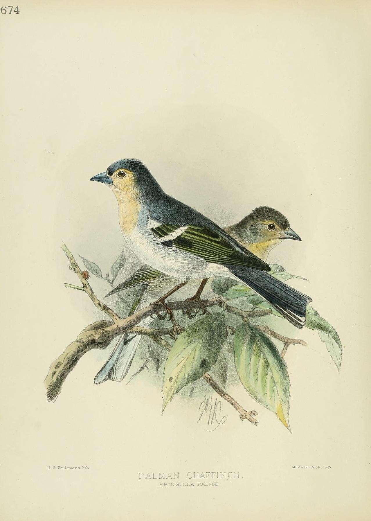 Image of Fringilla Linnaeus 1758