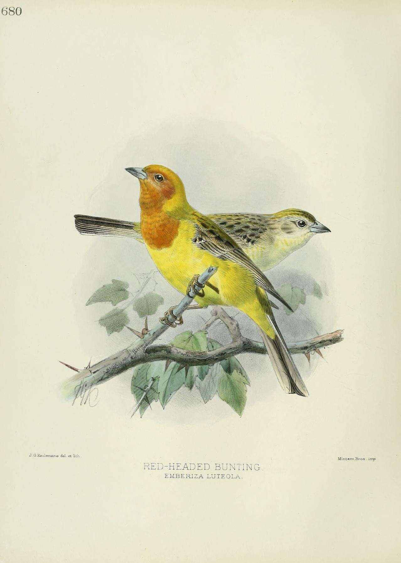 Image of Brown-headed Bunting