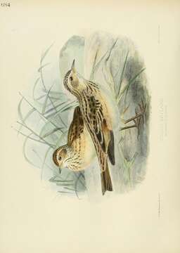 Image of Oriental Skylark