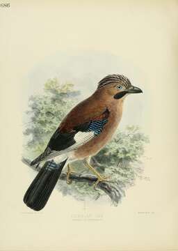 Image of Garrulus Brisson 1760