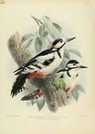 Image of White-winged Woodpecker