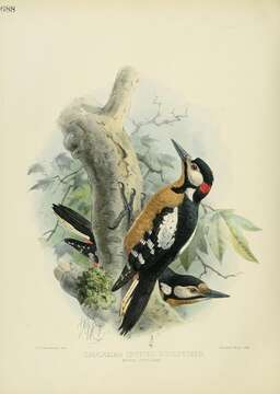 Image of Great Spotted Woodpecker