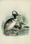 Image of Lophodytes Reichenbach 1853