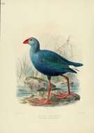 Image of Purple Swamphen