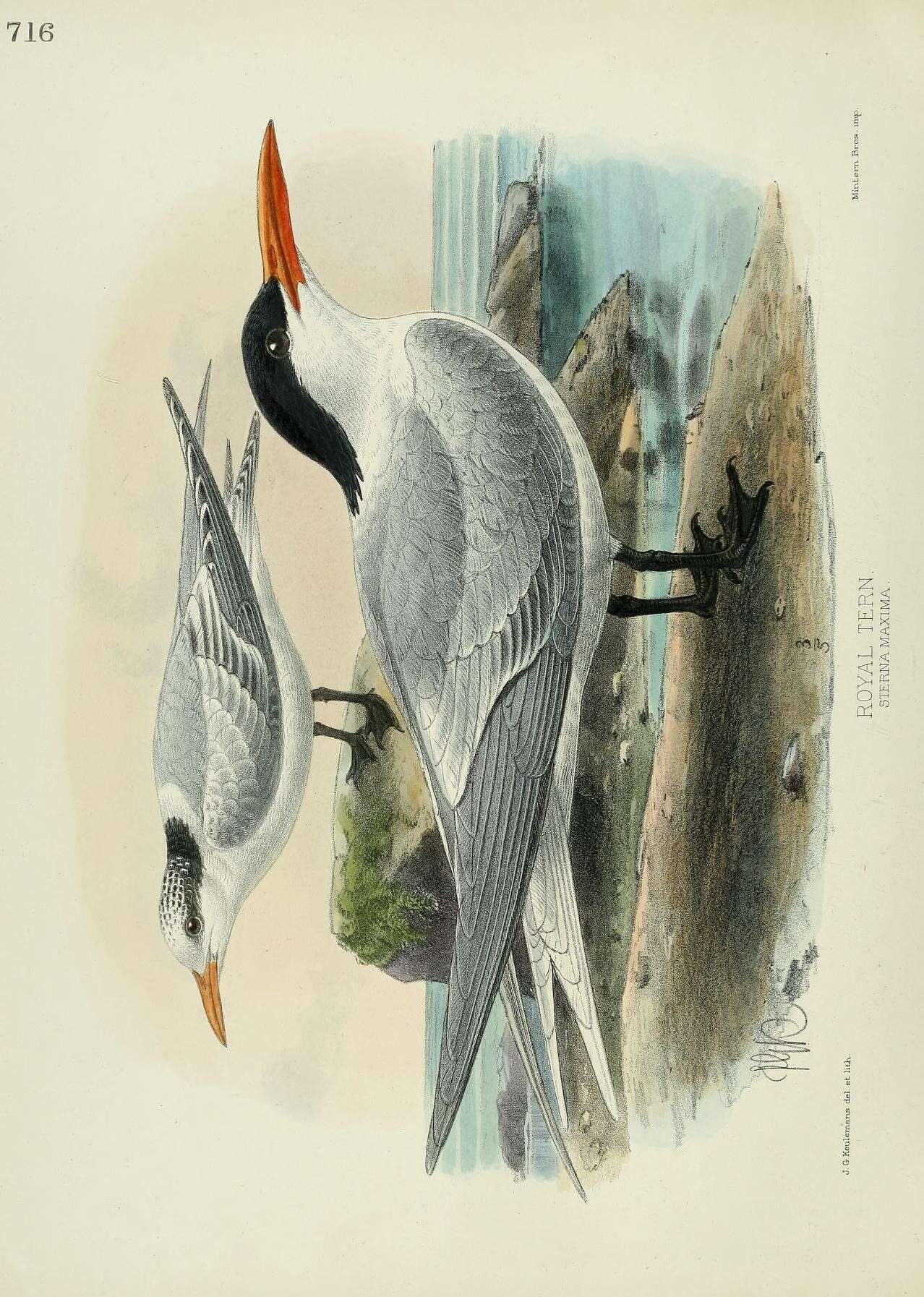 Image of Royal Tern