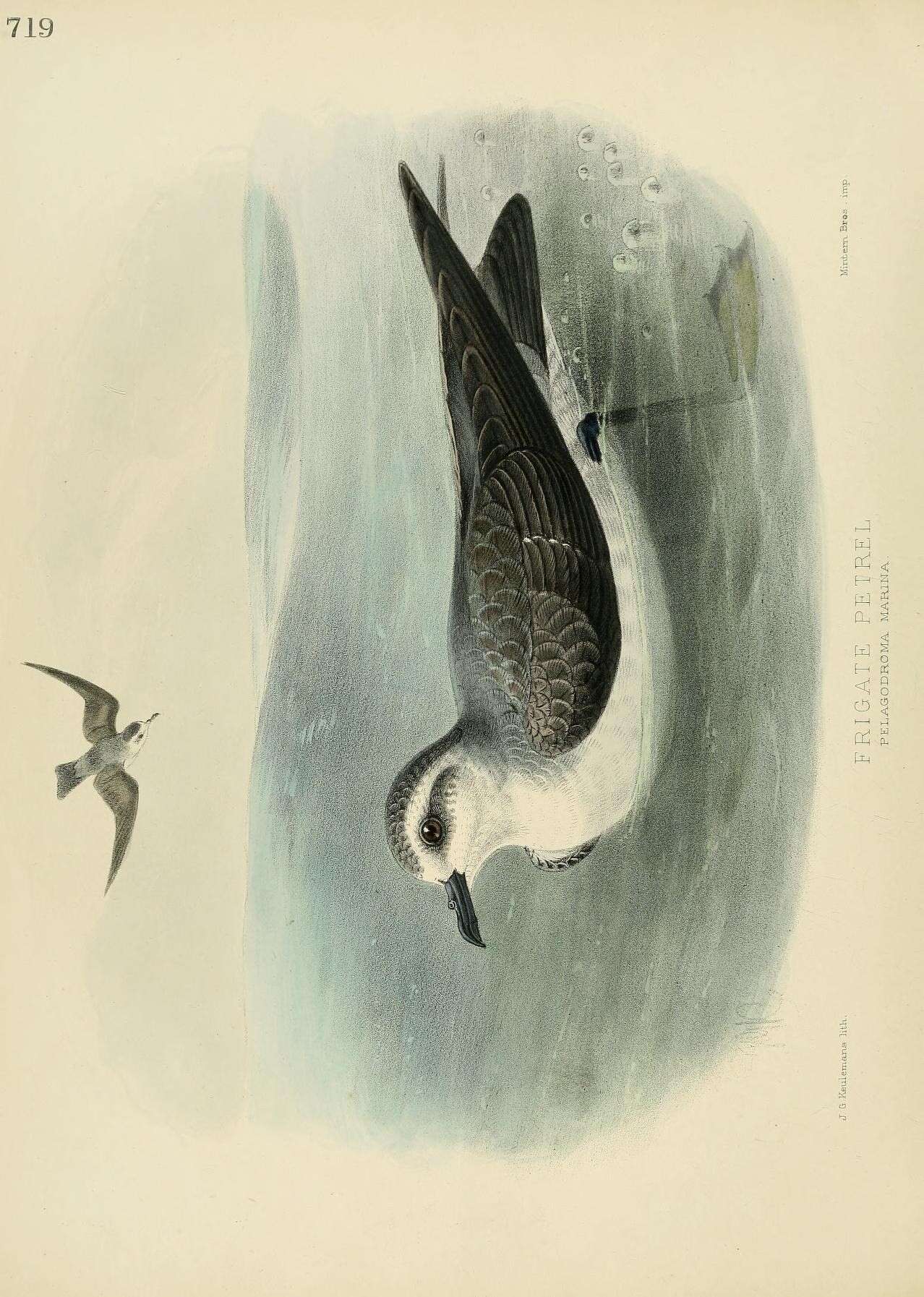 Image of Pelagodroma Reichenbach 1853