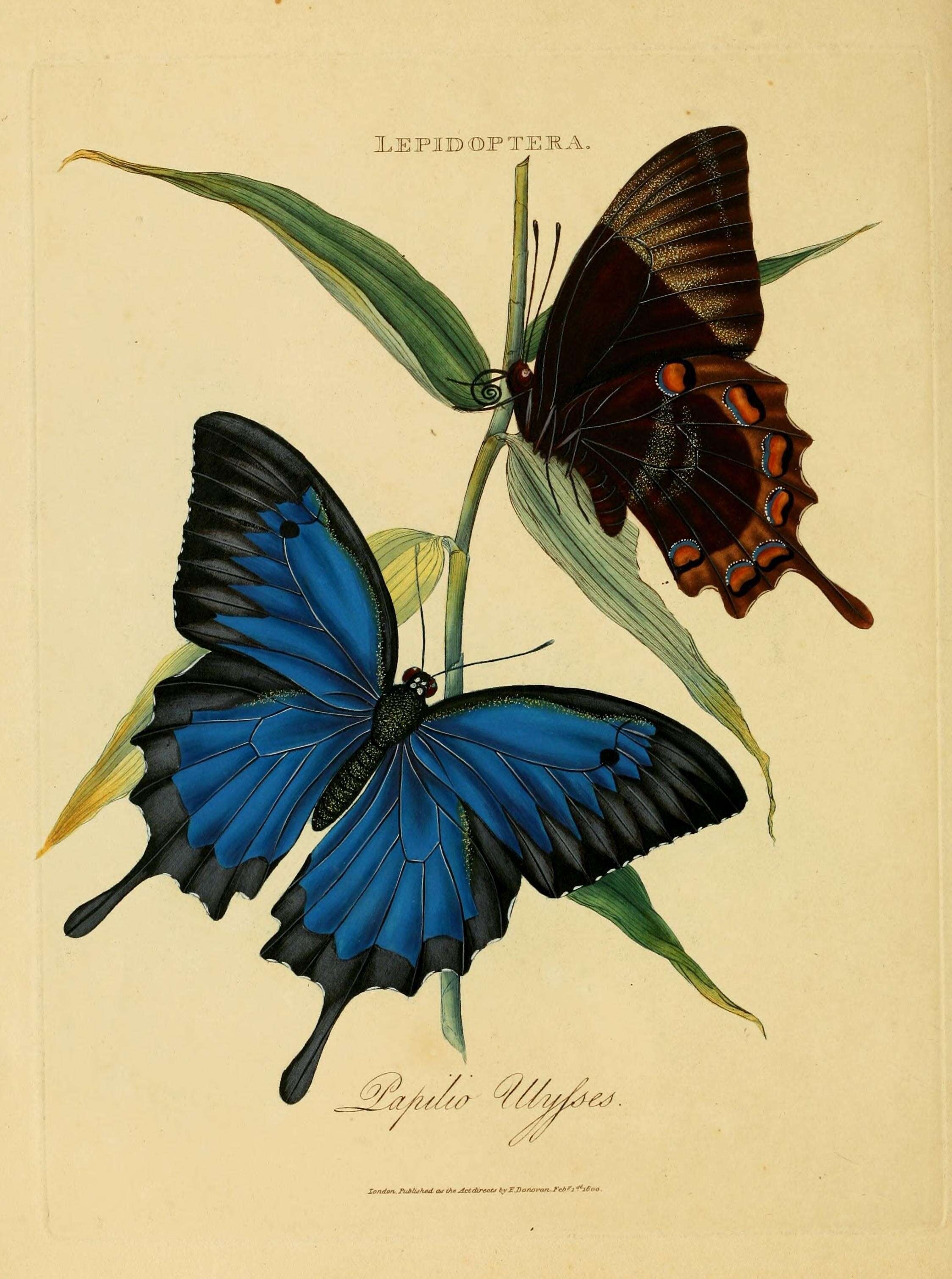 Sivun Papilio ulysses Linnaeus 1758 kuva