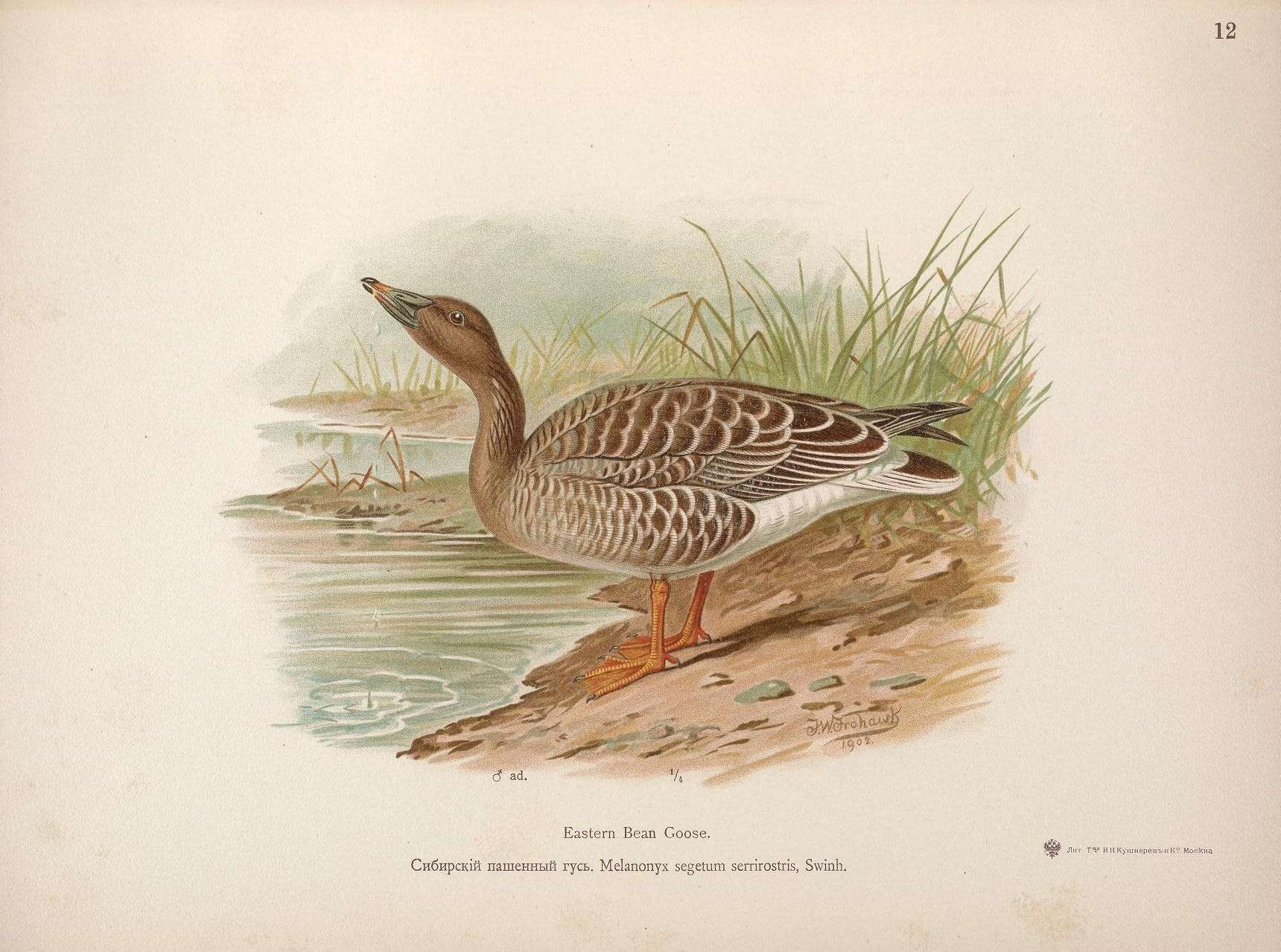 Image of Bean Goose