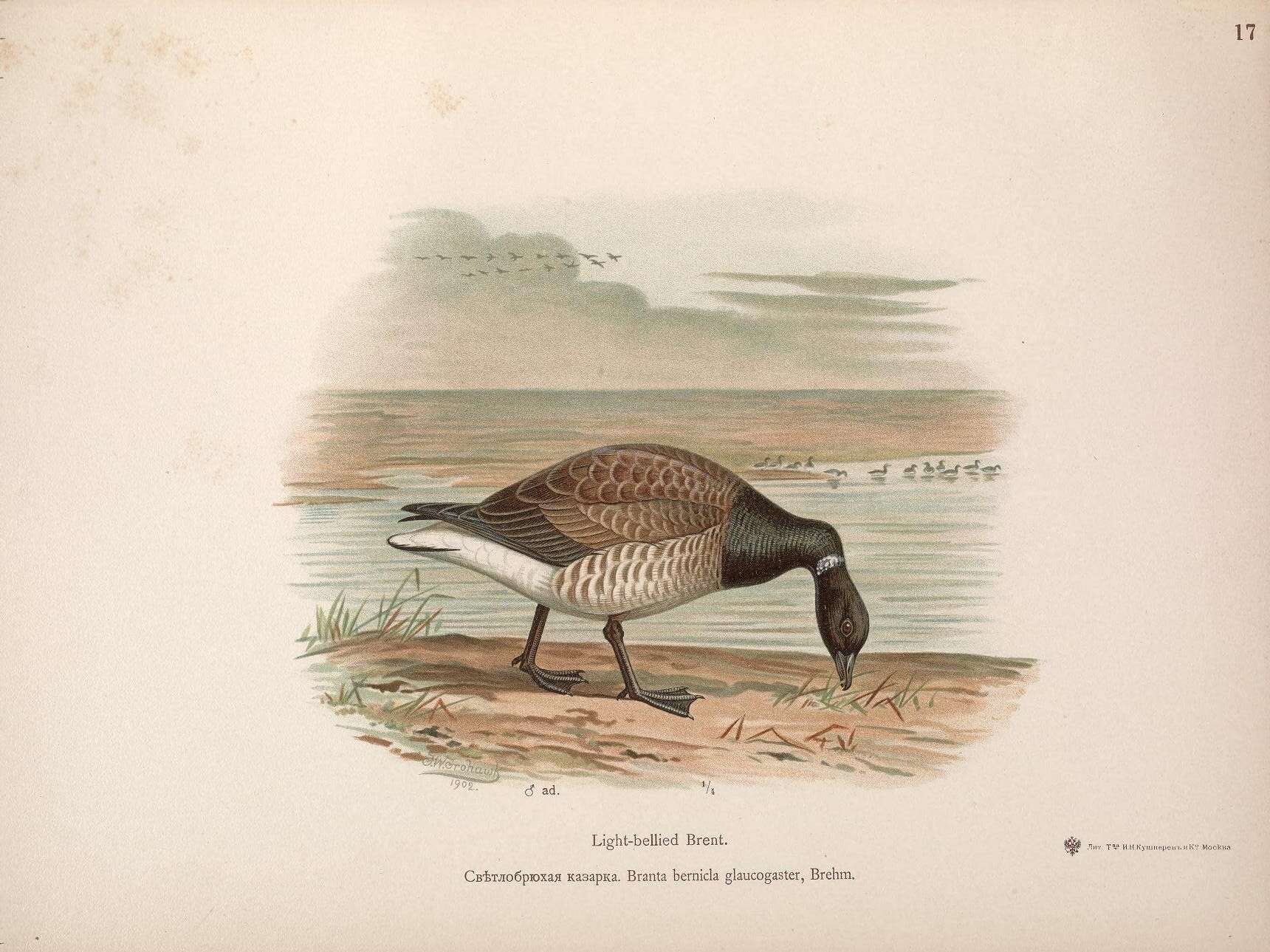 Image of Pale-bellied brant