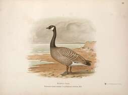 Plancia ëd Branta hutchinsii (Richardson 1832)