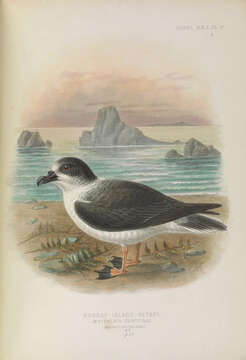 Image of White-naped Petrel