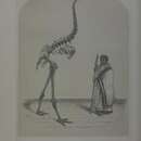 Dinornis giganteus Owen 1844 resmi