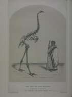 Dinornis Owen 1843 resmi