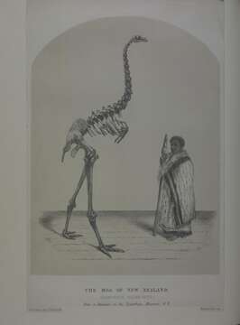 Image of Dinornis Owen 1843