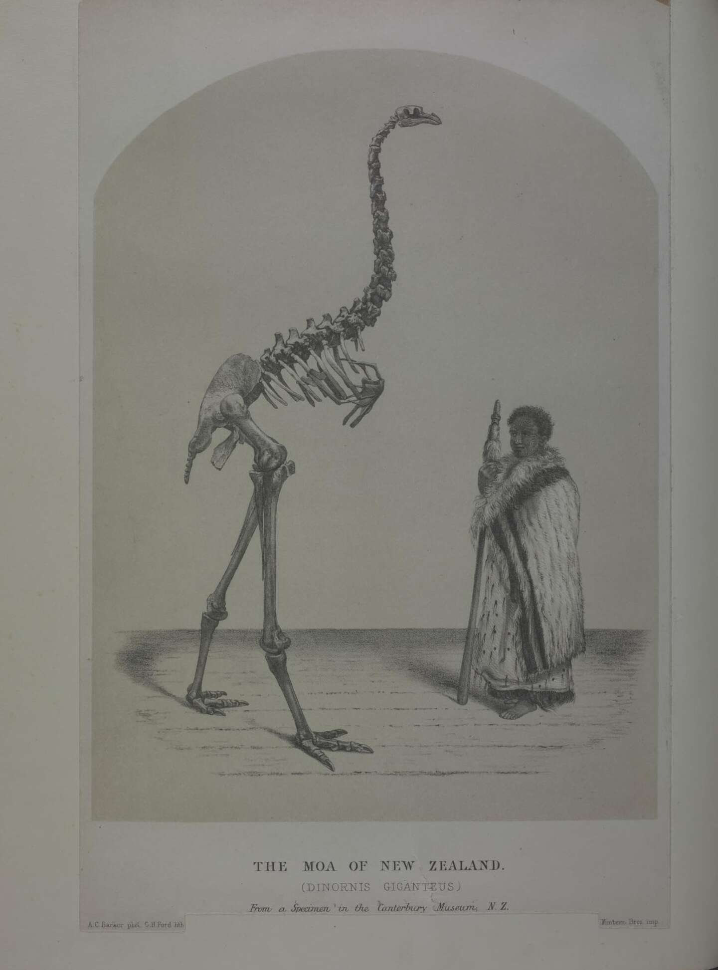 Image of Dinornithiformes