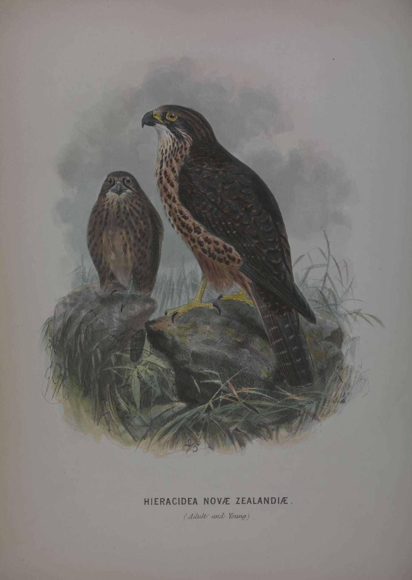 Image of New Zealand Falcon