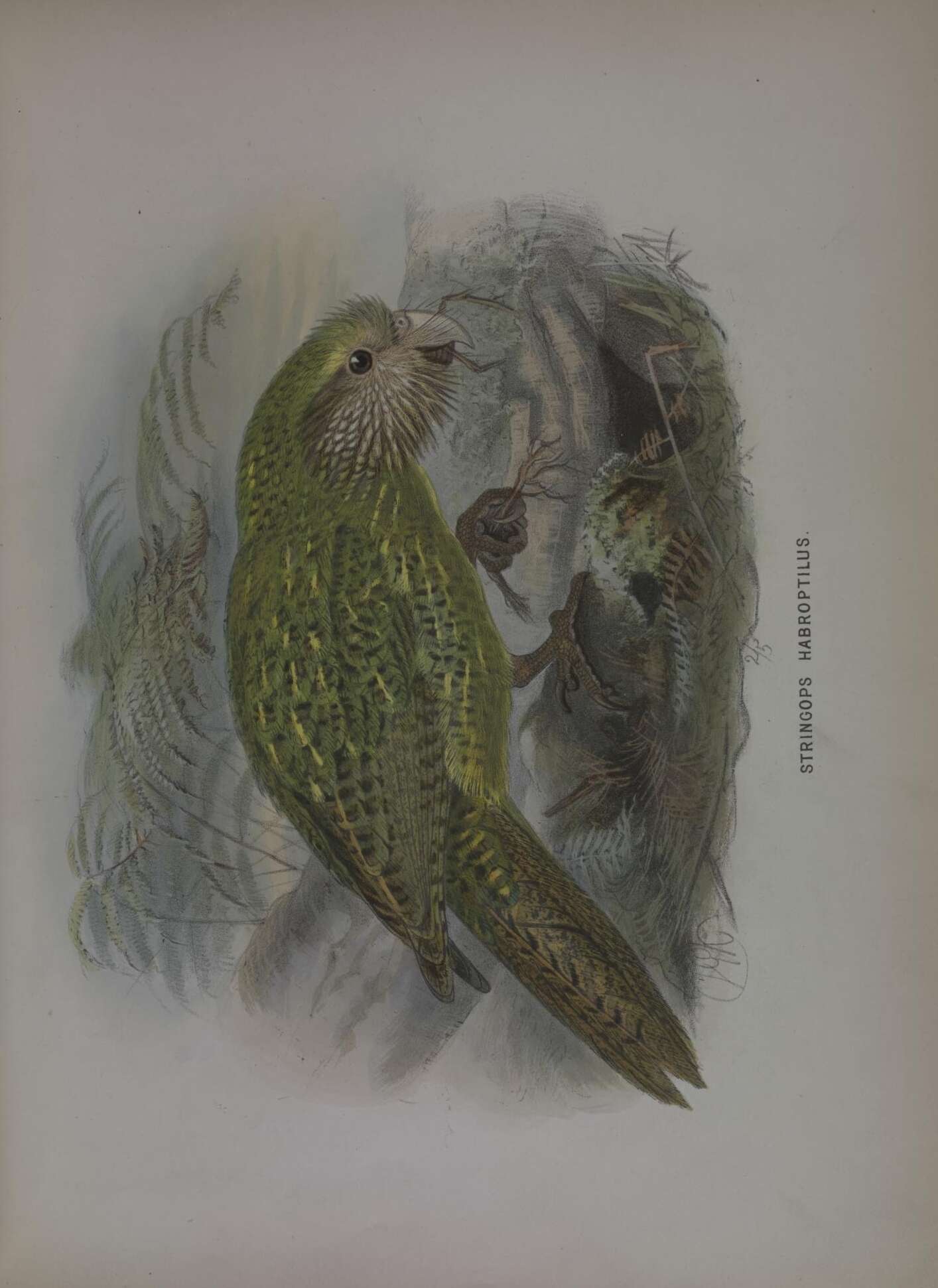 Image of Strigops Gray & GR 1845