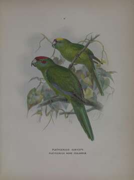 Image of Red-crowned Parakeet