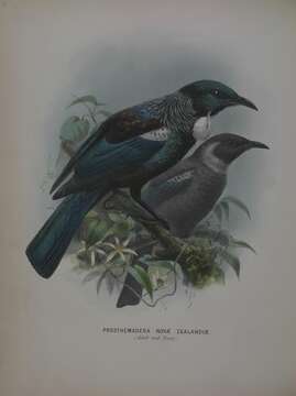 Image of Prosthemadera Gray & GR 1840