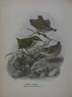 Image of New Zealand bushwren