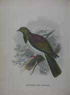 Image of Kererū