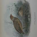 Image of New Zealand quail