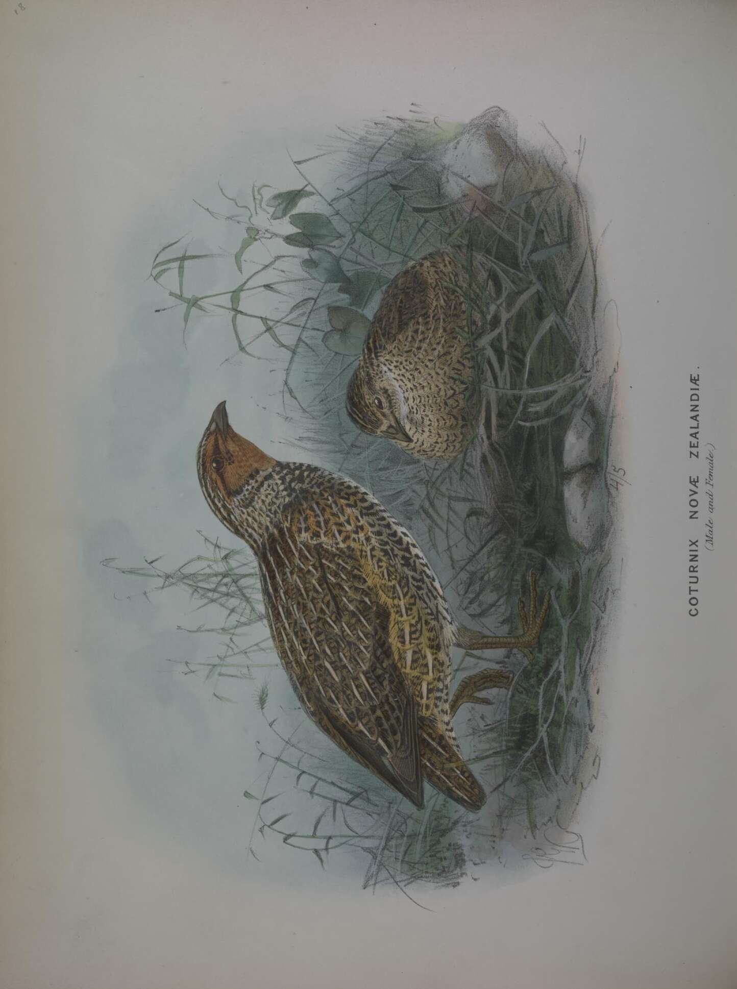 Image of New Zealand quail