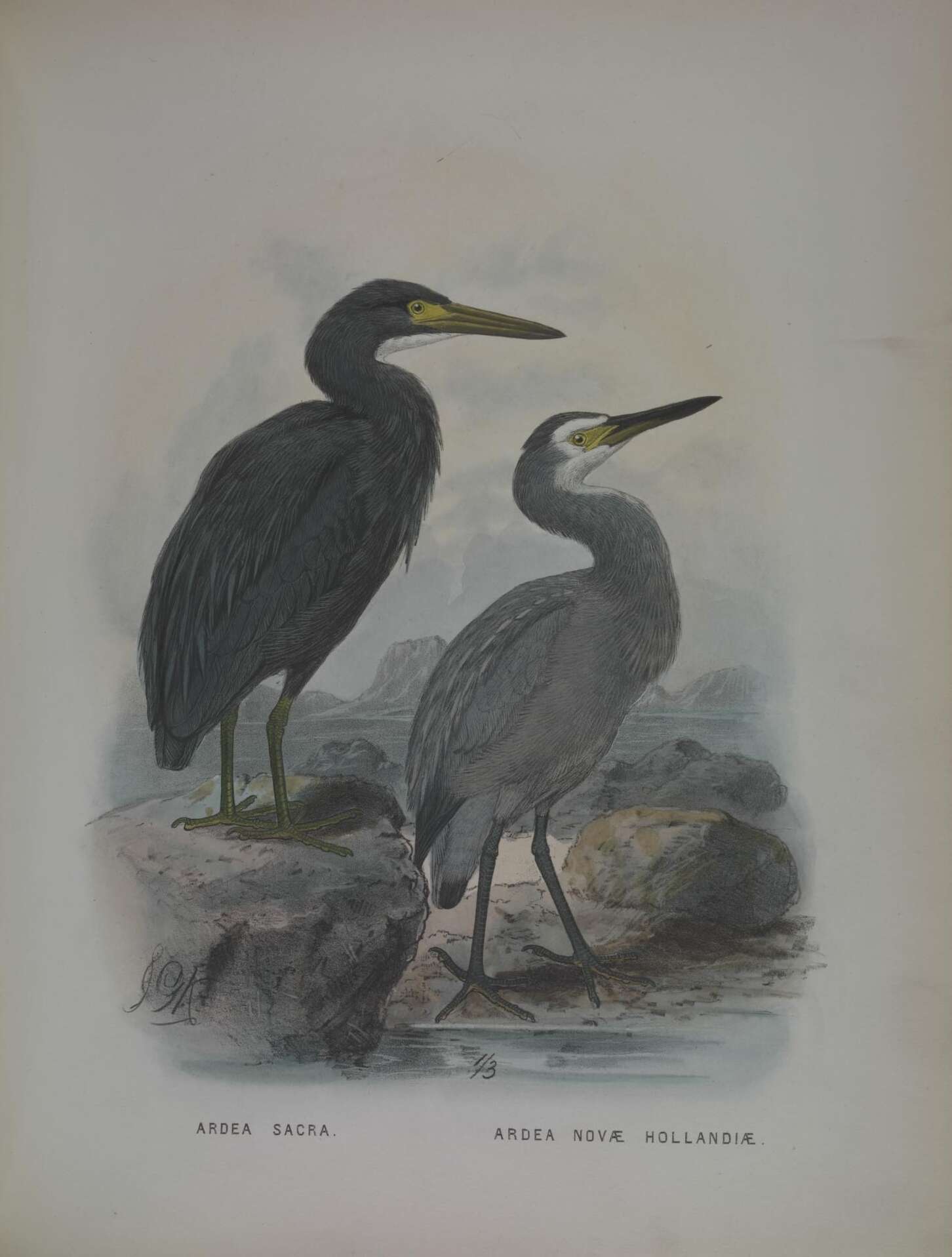 Image of White-faced Heron