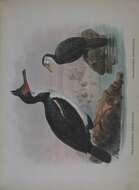 Image of Little Pied Cormorant