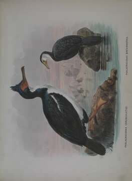 Image of Little Pied Cormorant