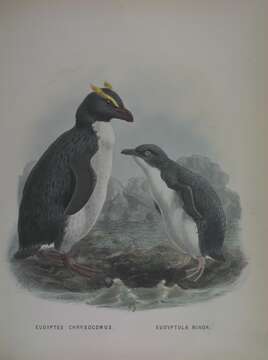 Слика од Eudyptes chrysocome (Forster & JR 1781)
