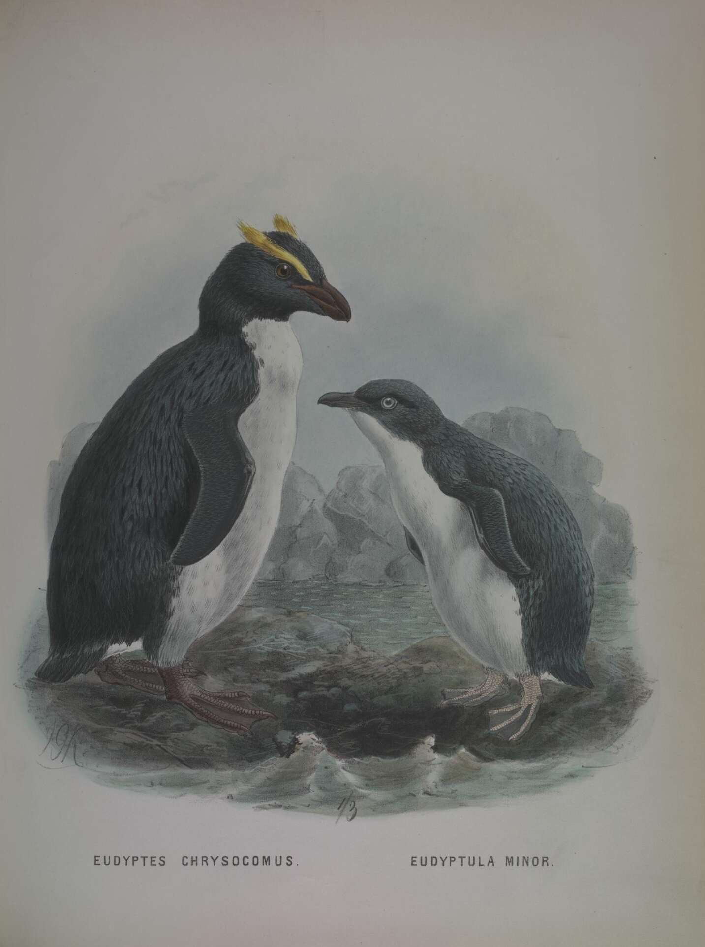 Imagem de Eudyptes chrysocome (Forster & JR 1781)