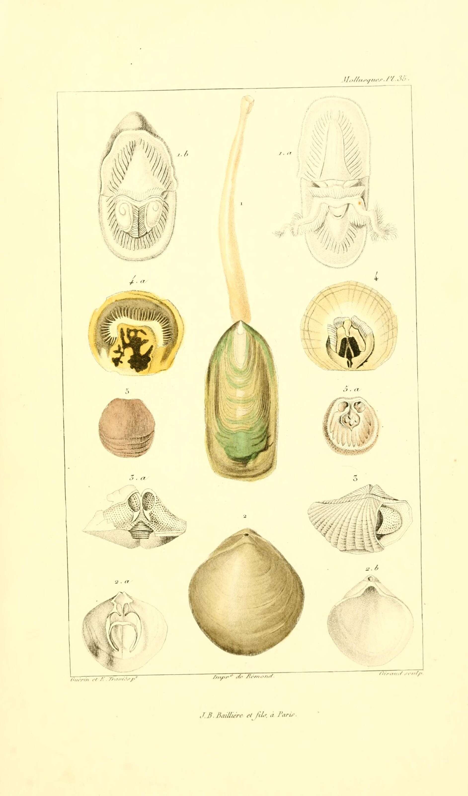 Image of Lamp shell