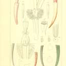 Image of Laevidentalium eburneum (Linnaeus 1767)